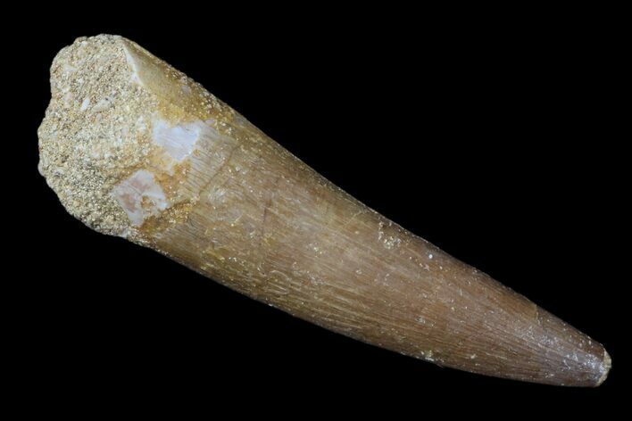 Fossil Plesiosaur (Zarafasaura) Tooth - Morocco #172290